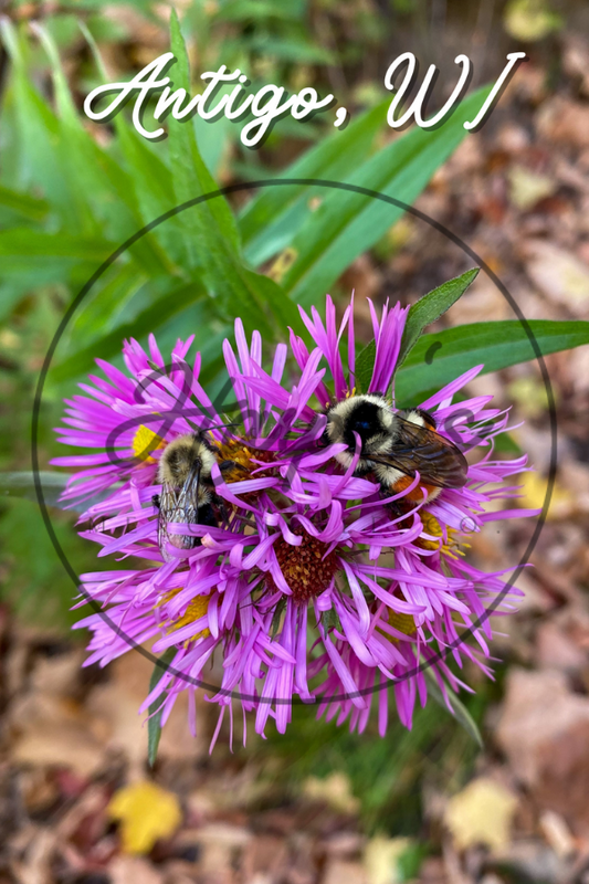 Bumblebee Postcard