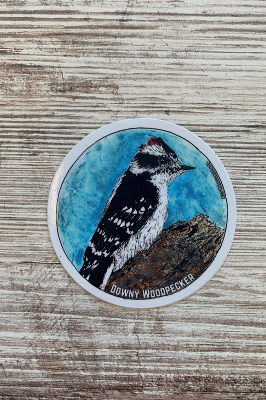 Downy Woodpecker Sticker